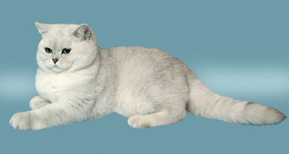 Шотландская кошка прямоухая серебристая шиншилла