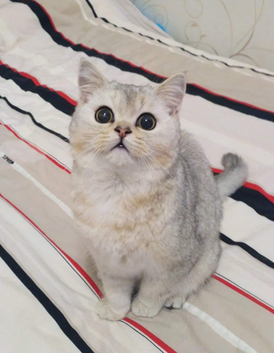 Шотландская серебристая шиншилла
