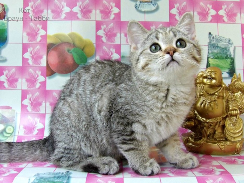 Скоттиш страйт серебристый тикированный