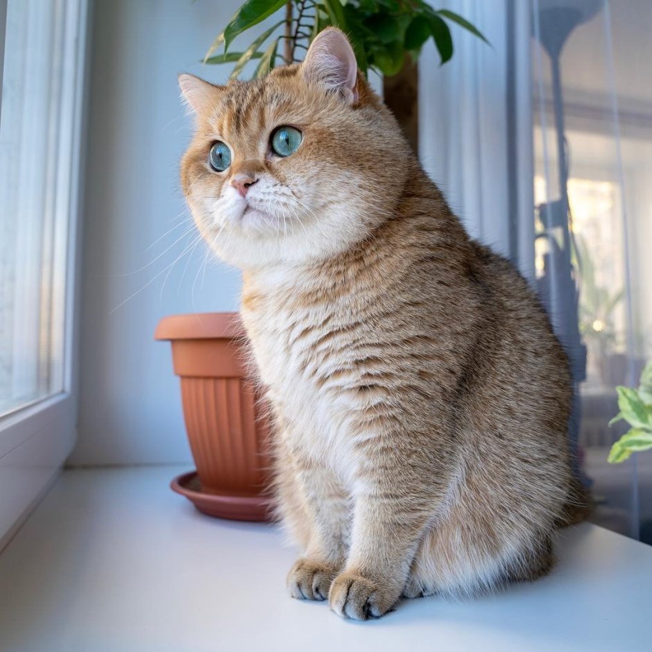 Скоттиш-фолд Шотландская