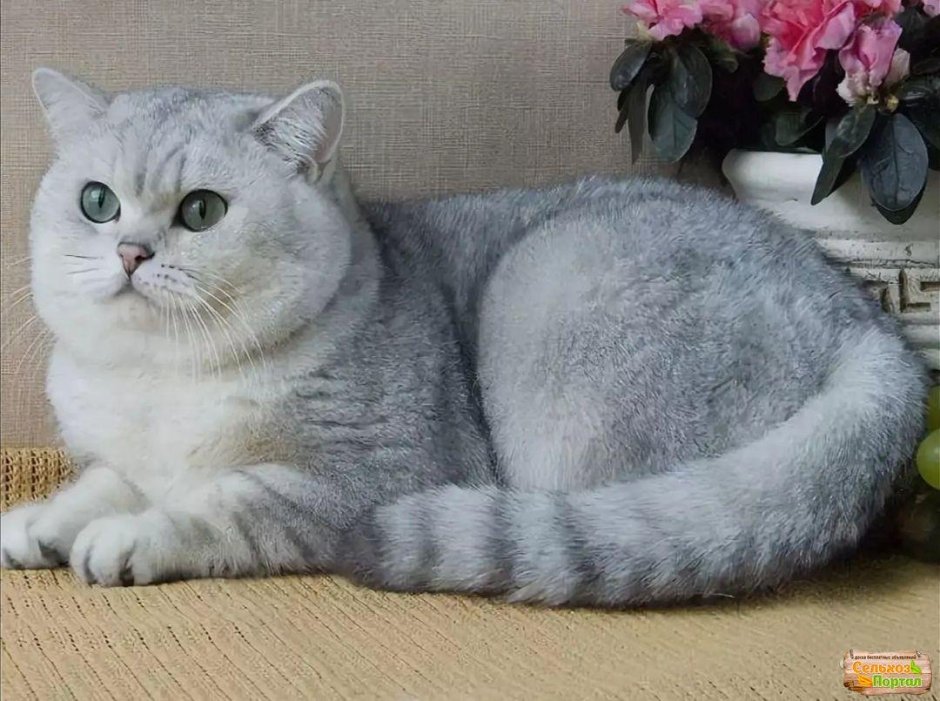 Шотландская прямоухахая.шиншилла