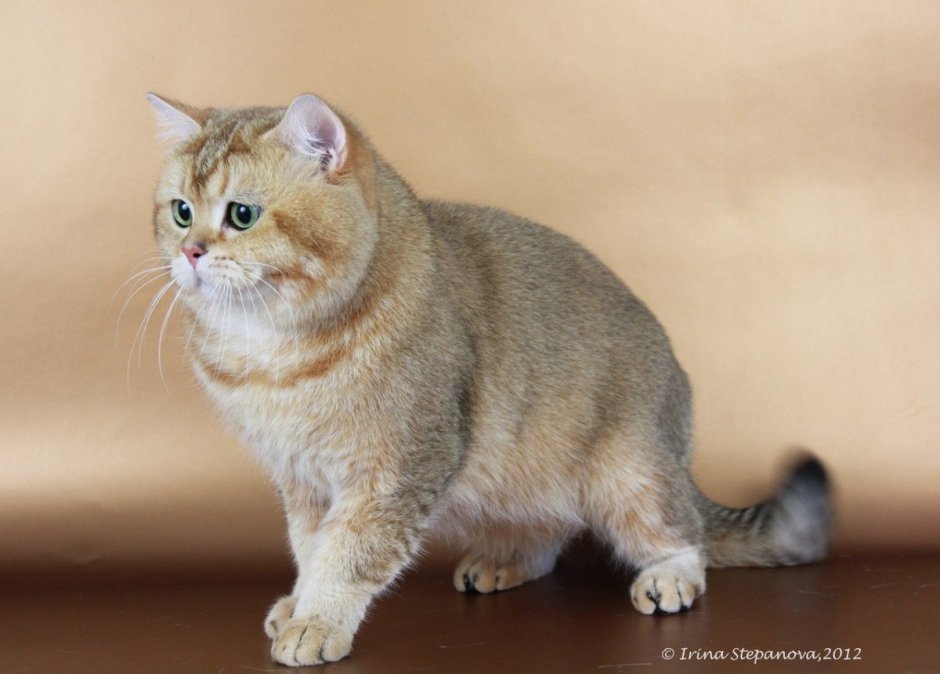 Скоттиш страйт голубая шиншилла