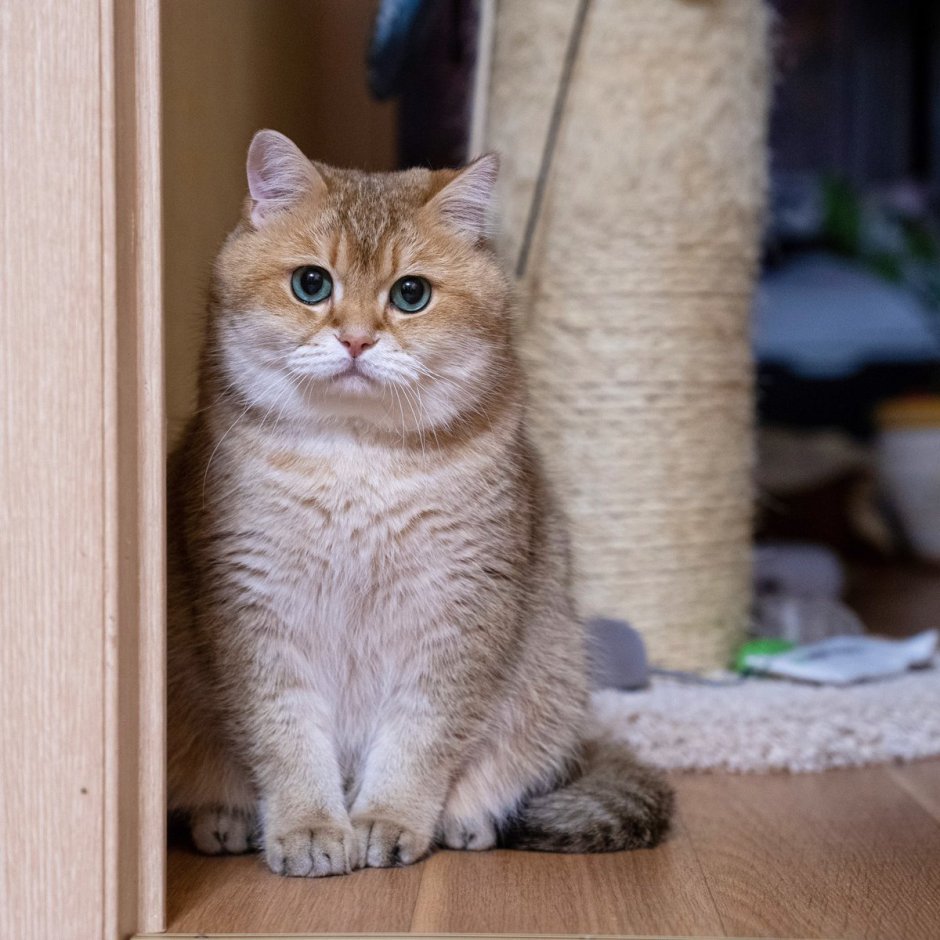 Шотландская прямоухая шиншилла