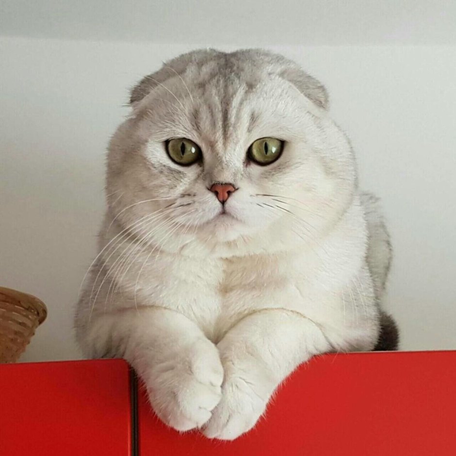 Шотландская прямоухая короткошерстная