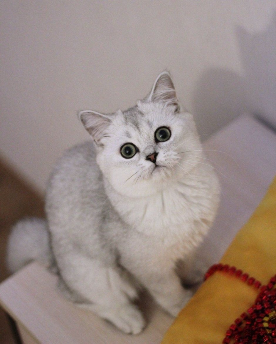 Шотландский кот страйт
