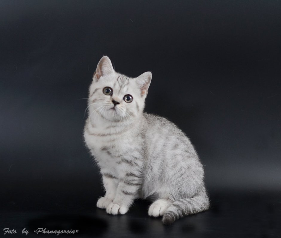 Британский кот шиншилла