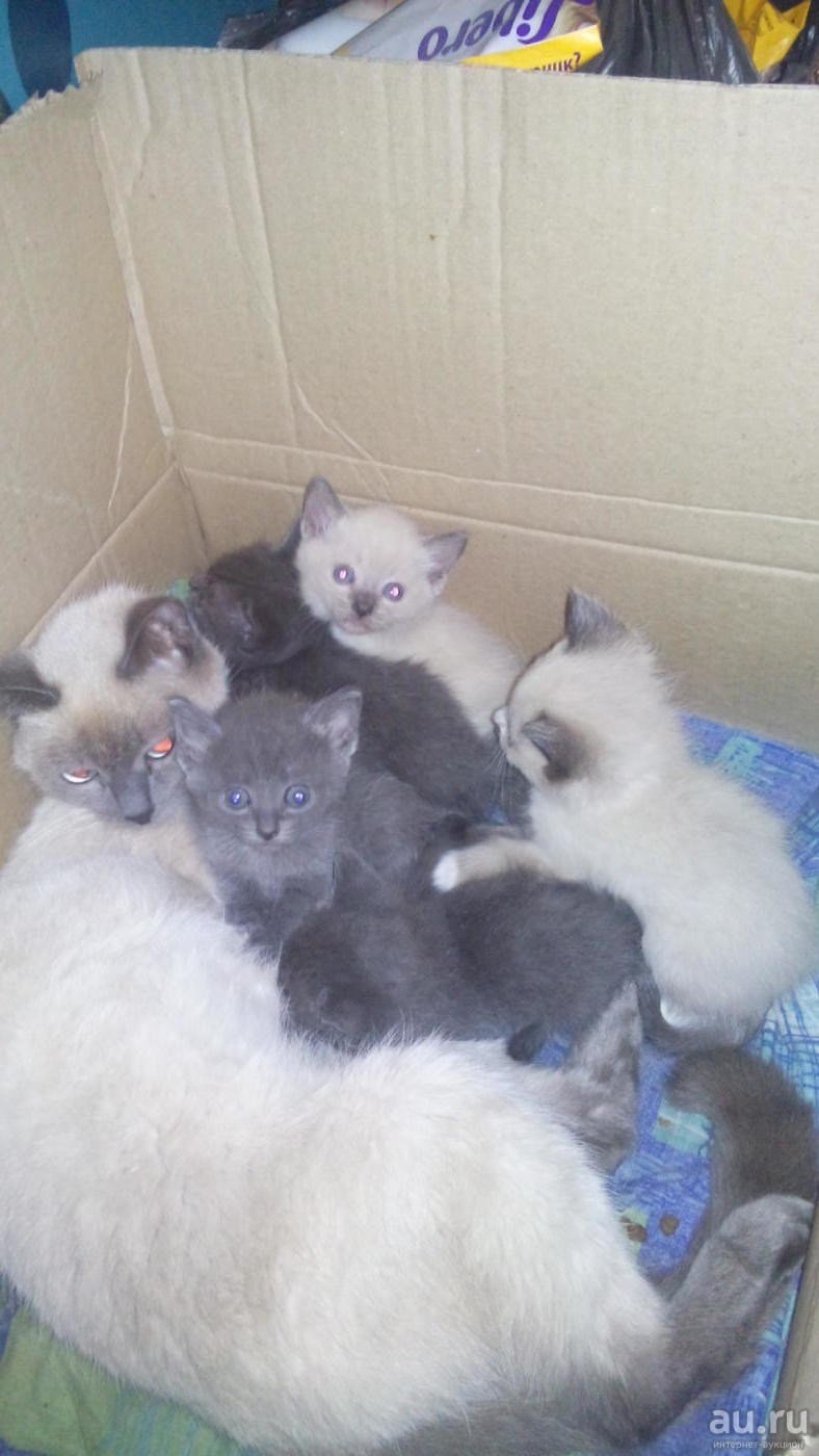 Сиамские вислоухие котята