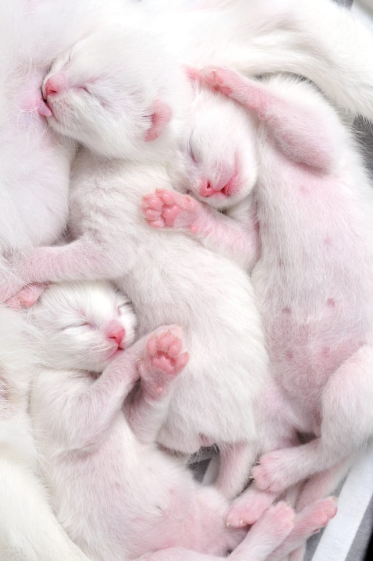 Балинез маленькие котята