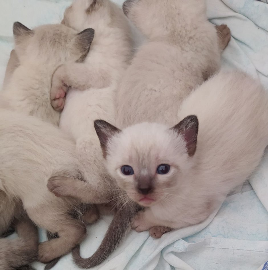Новорожденные котята сиамцы