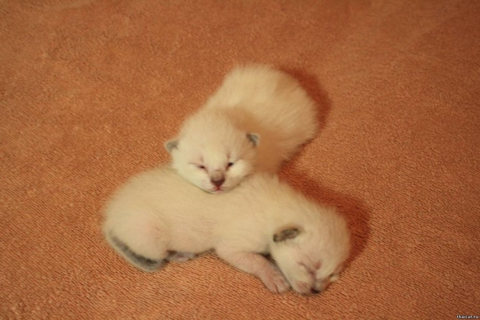 Фото новорожденных сиамских котят