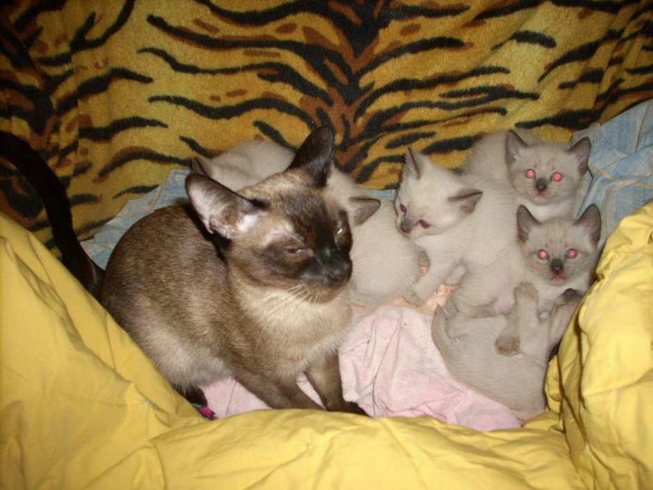Сиамские котята с рождения