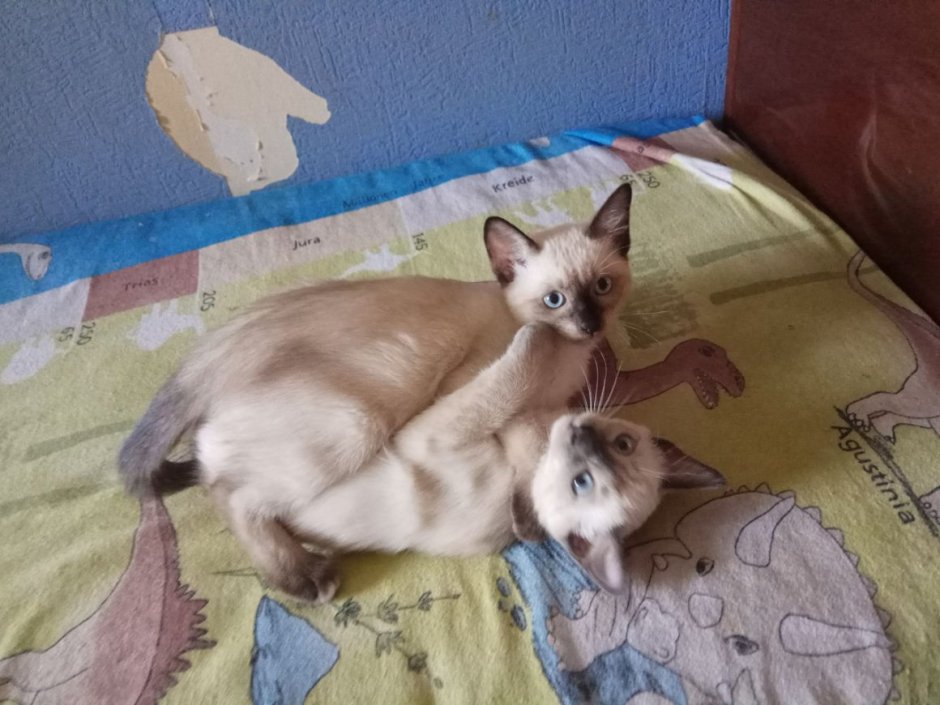 Новорожденные котята сиамцы