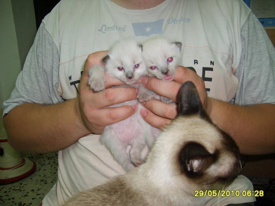 Сиамский котенок новорожденный