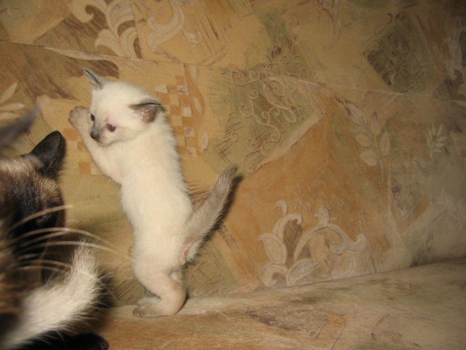 Новорожденные котята сиамской кошки