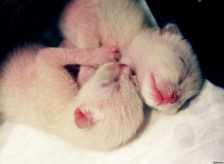 Тайская кошка Блю Пойнт