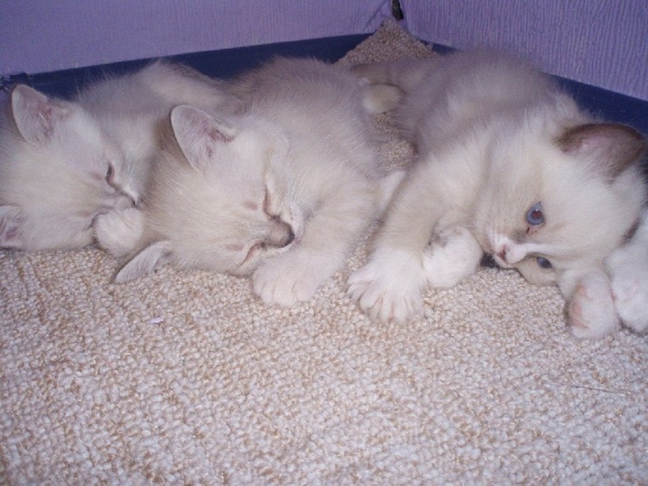 Новорожденные котята сиамской кошки