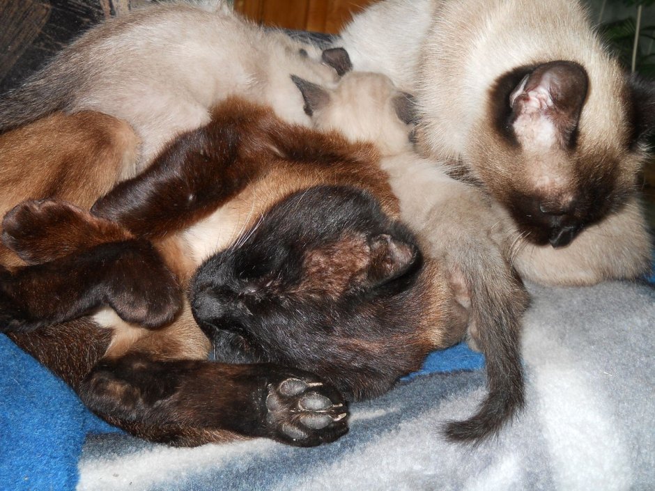 Сиамские котята при рождении