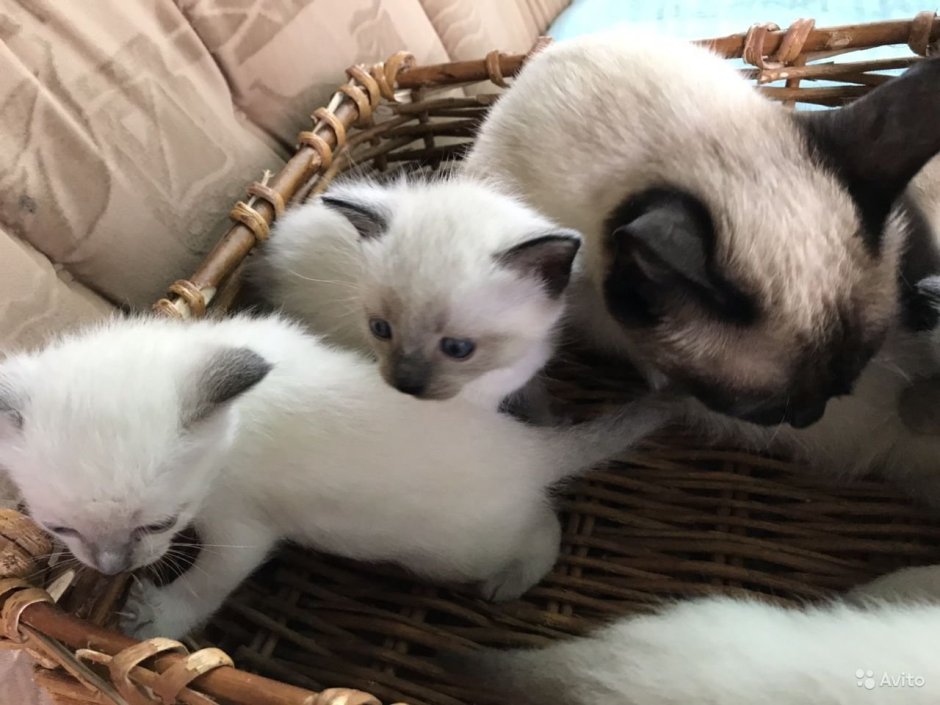 Сиамский котенок маленький