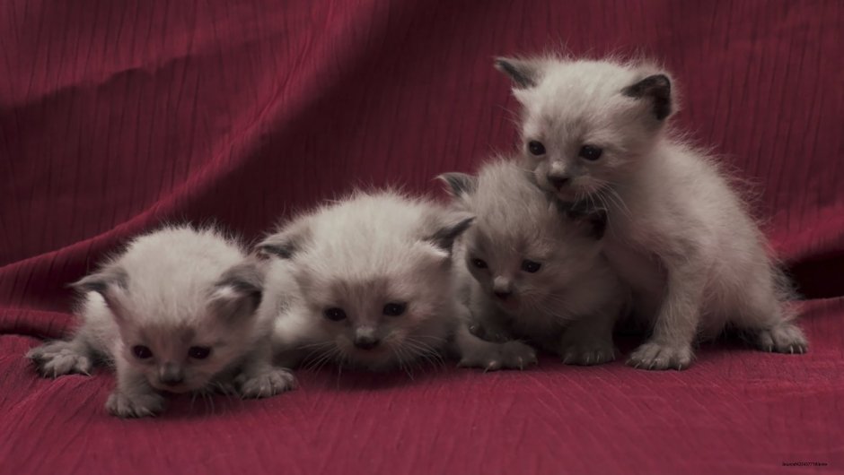Сиамские котята Новорожденные