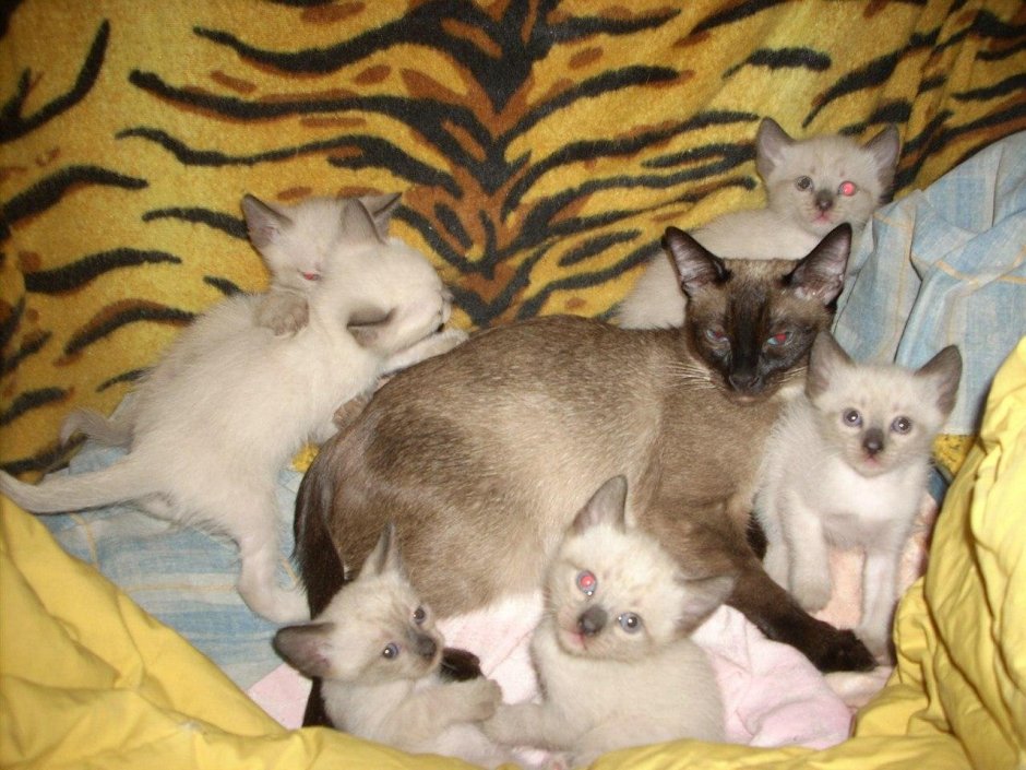 Сиамские котята Новорожденные