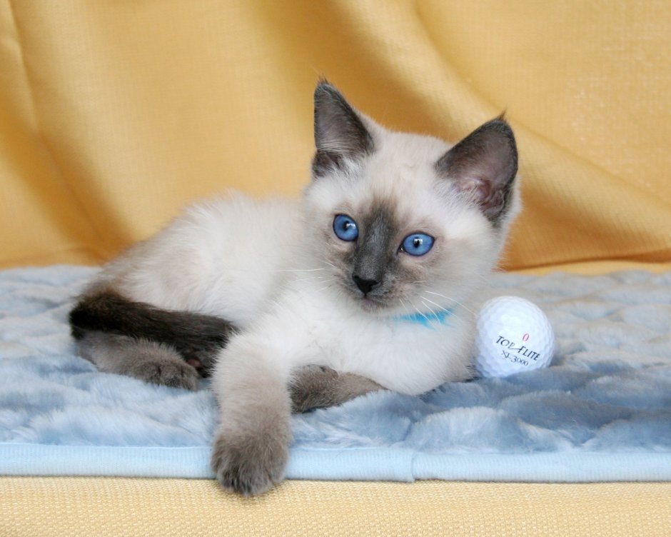 Сиамская вислоухая кошка