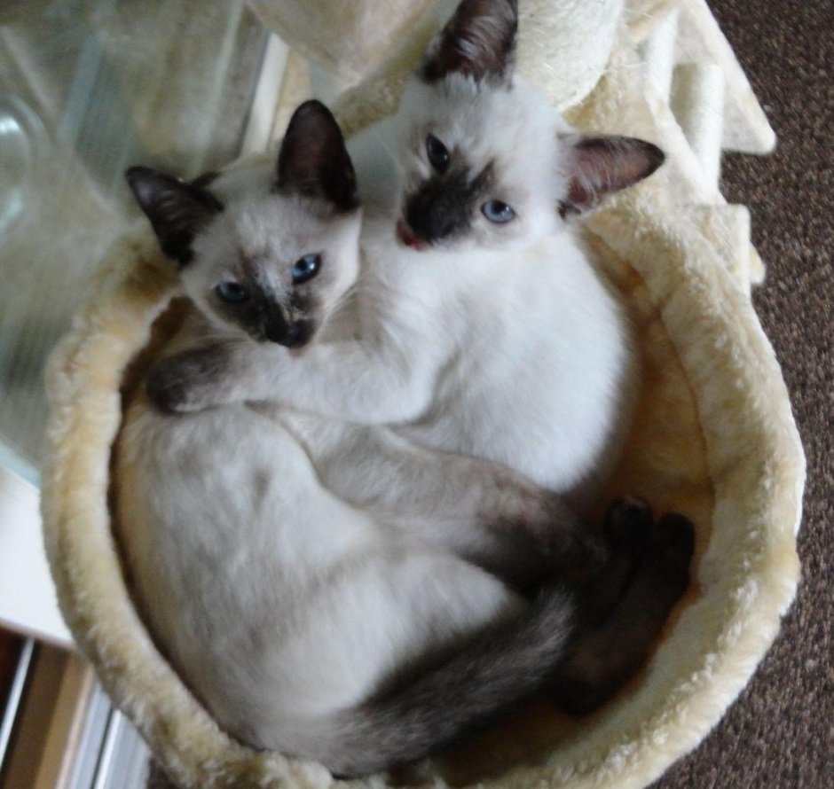 Сиамская кошка котенок 1 месяц