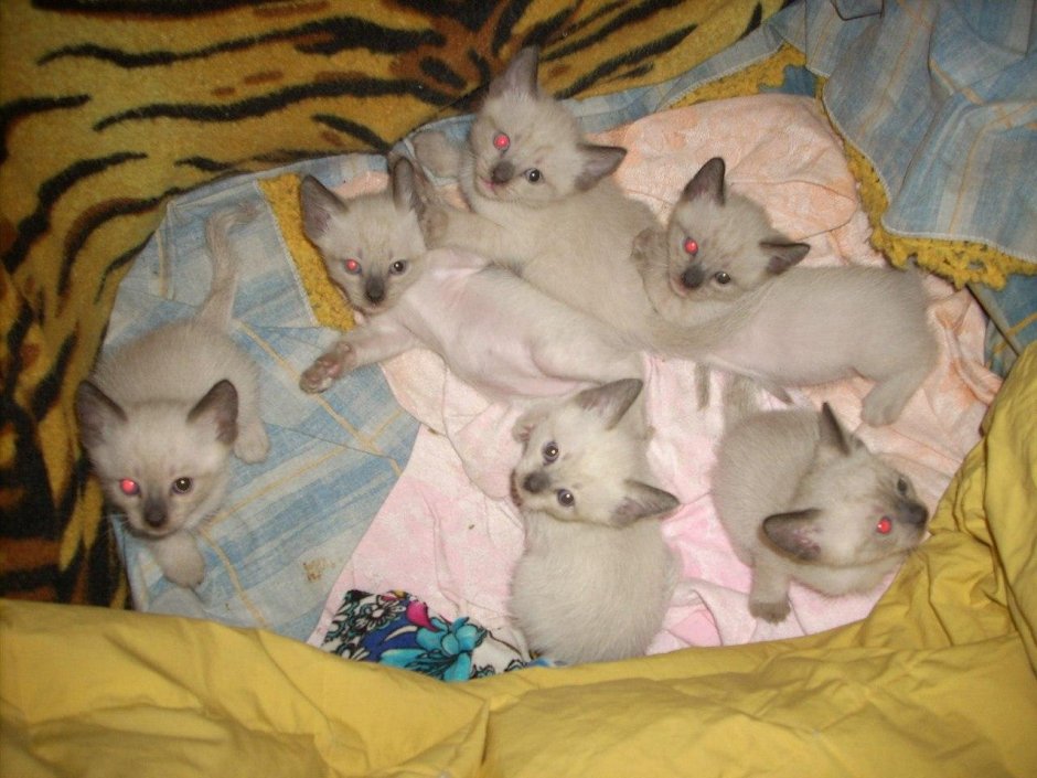 Сиамские котята Новорожденные