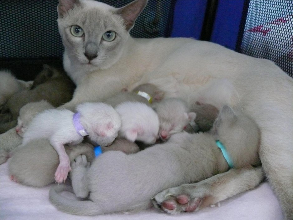 Сиамская кошка спит