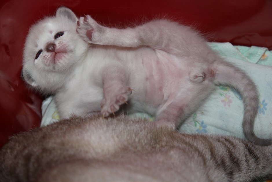 Сиамский котенок новорожденный