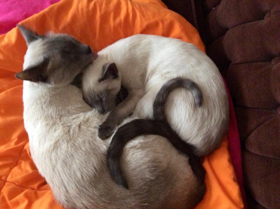 Сиамские котята Новорожденные