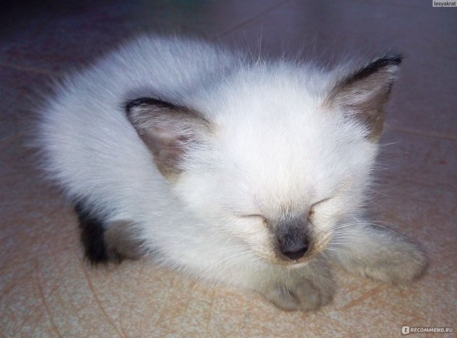 Новорожденные котята сиамцы