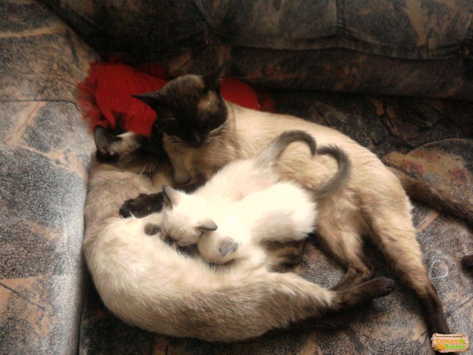 Длинношерстный сиамский котенок новорожденный