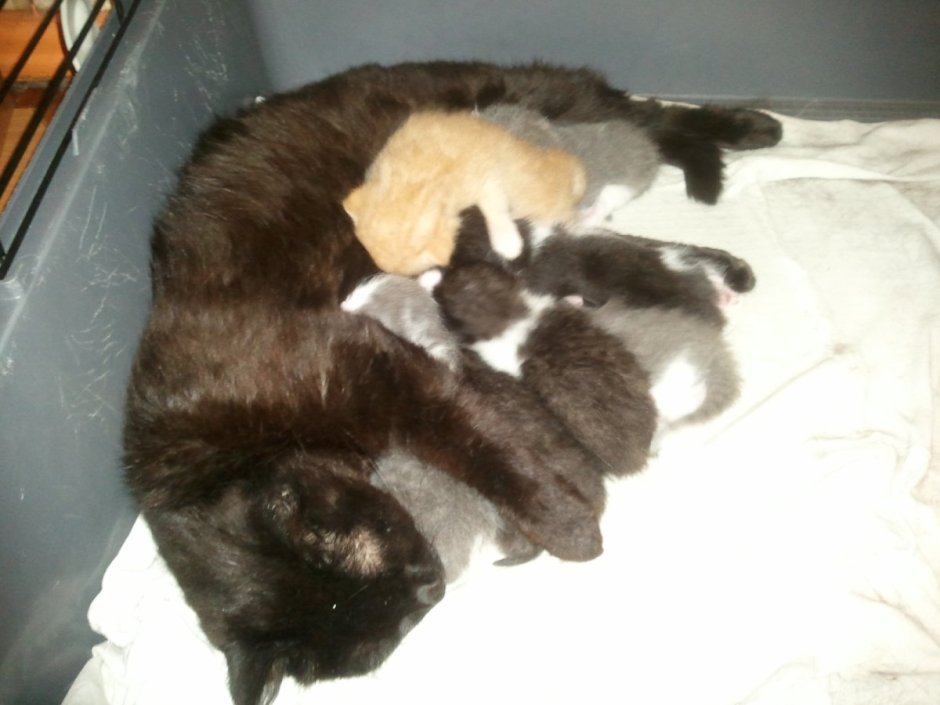 Сиамская кошка котенок