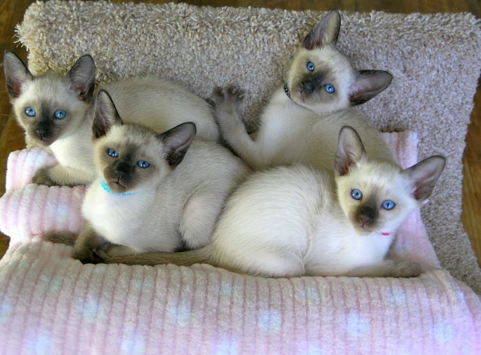 Сиамские коты тройняшки