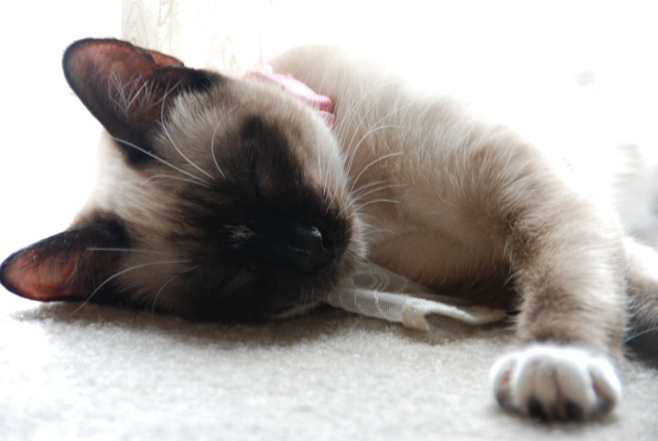 Рэгдолл Сноу Шу