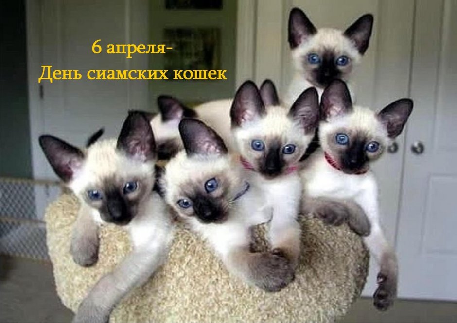 Сиамские котята маленькие Новорожденные