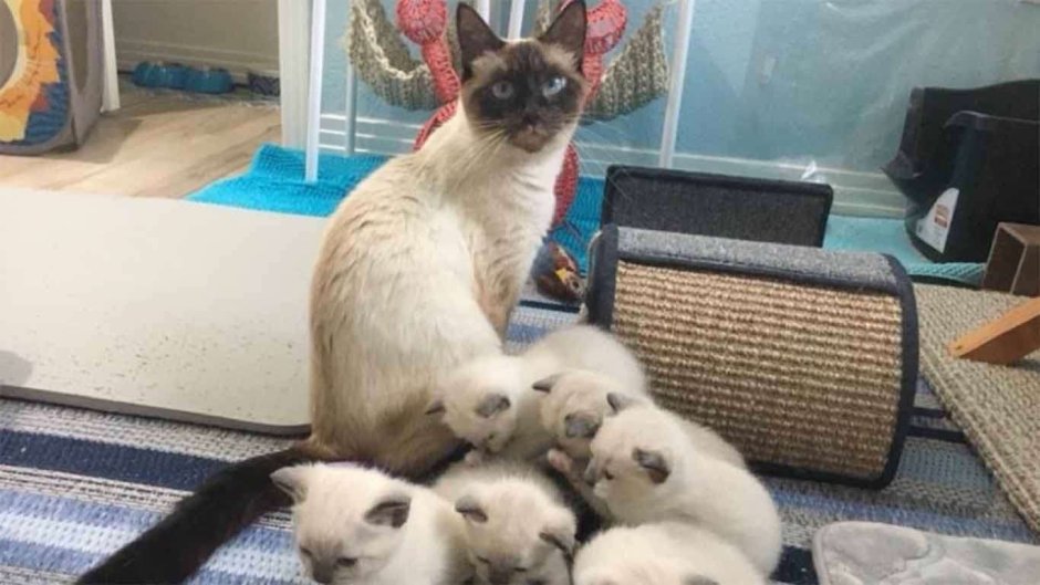 Сиамская кошка котенок