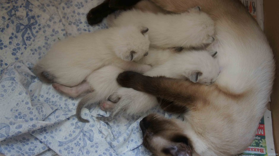 Сиамские котята Новорожденные