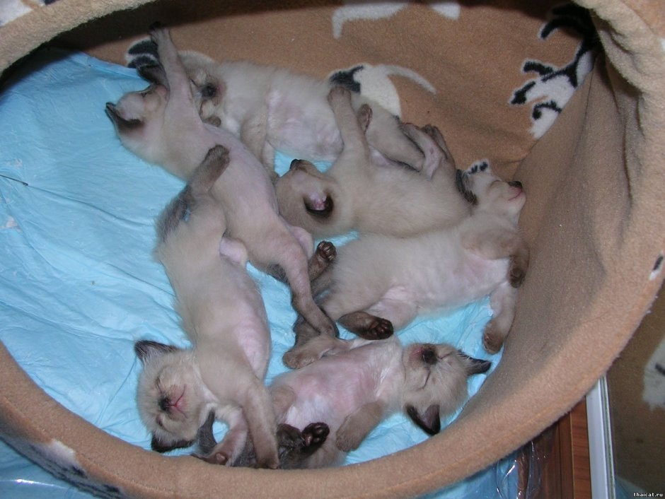 Тайская кошка аллергия