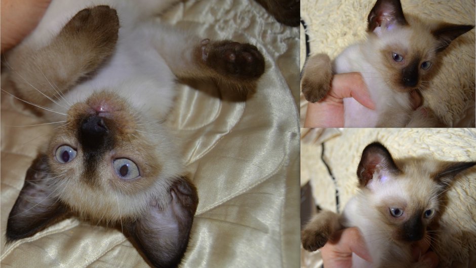 Открытки с сиамскими кошками