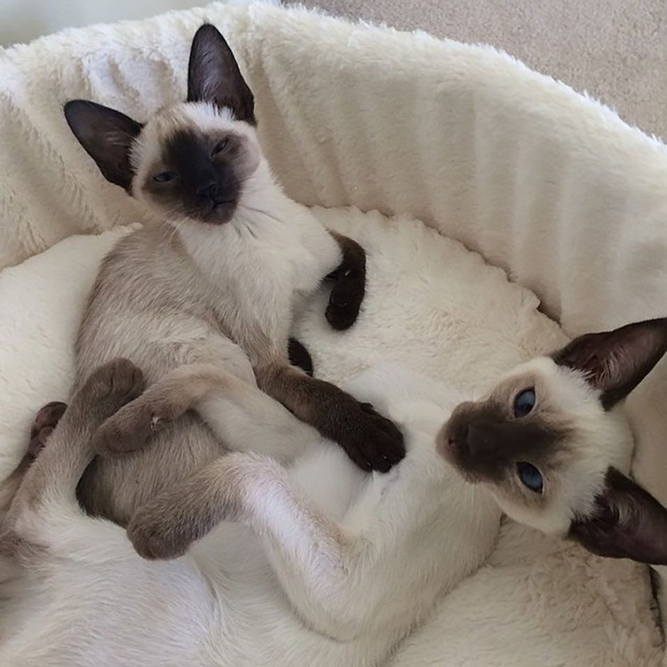 Котята Тайцы Новорожденные