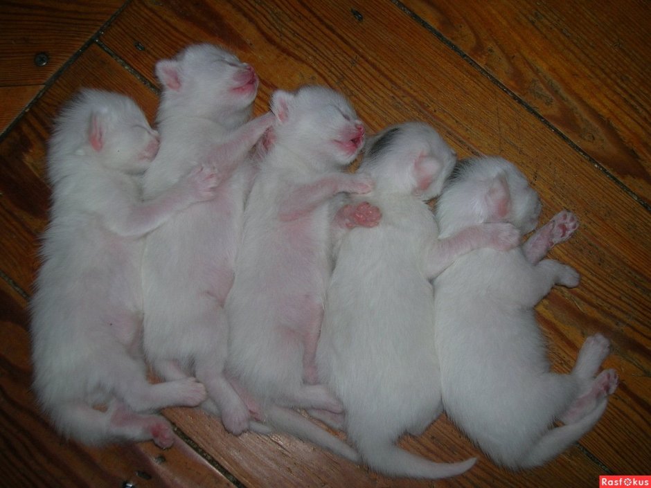 Сиамский и тайский кот