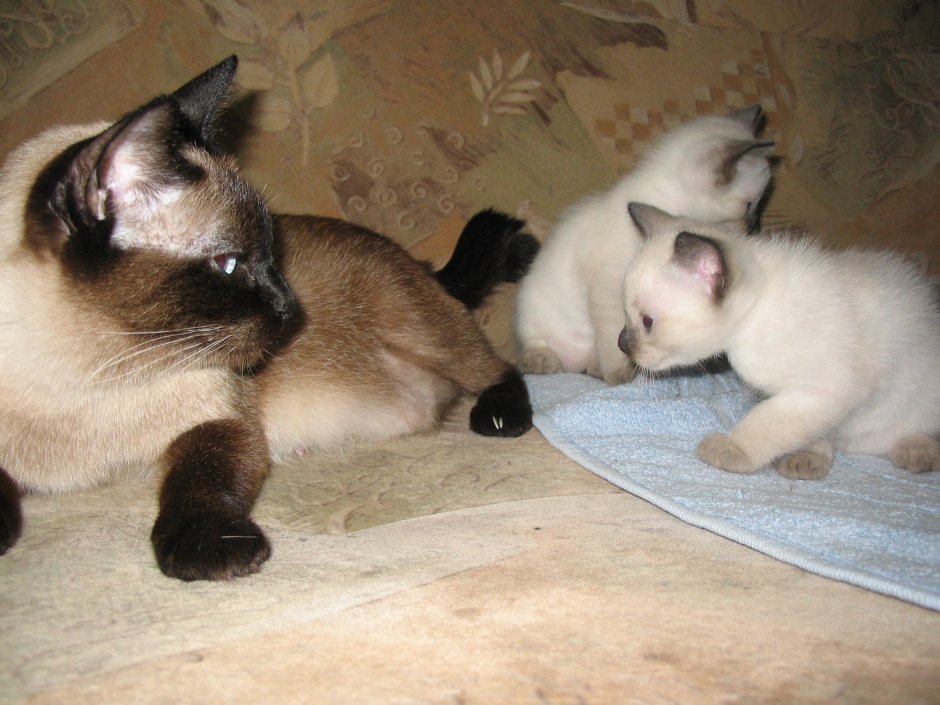 Сиамские кошки с новорожденными ребенком