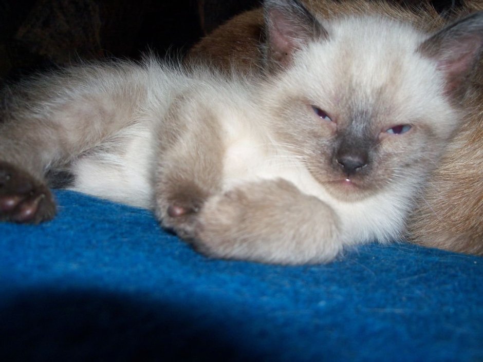 Сиамские котята