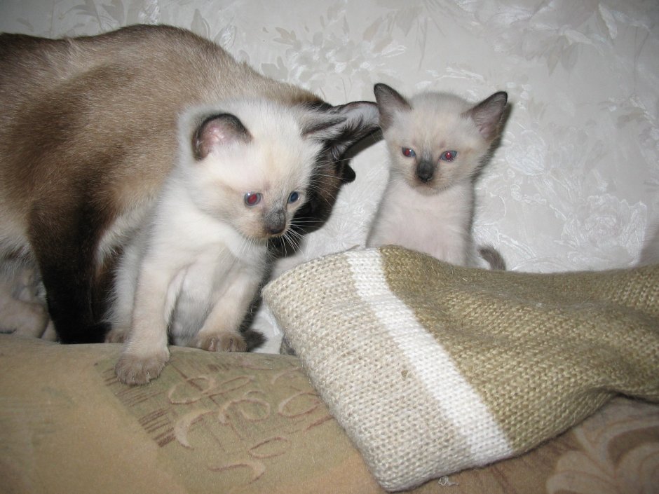 Сиамские котята Новорожденные