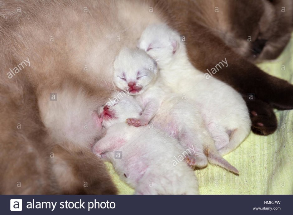 Сиамский котенок 1 месяц