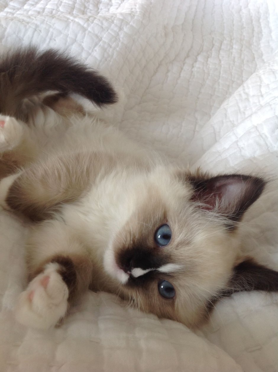 Новорожденные котята Рэгдолл