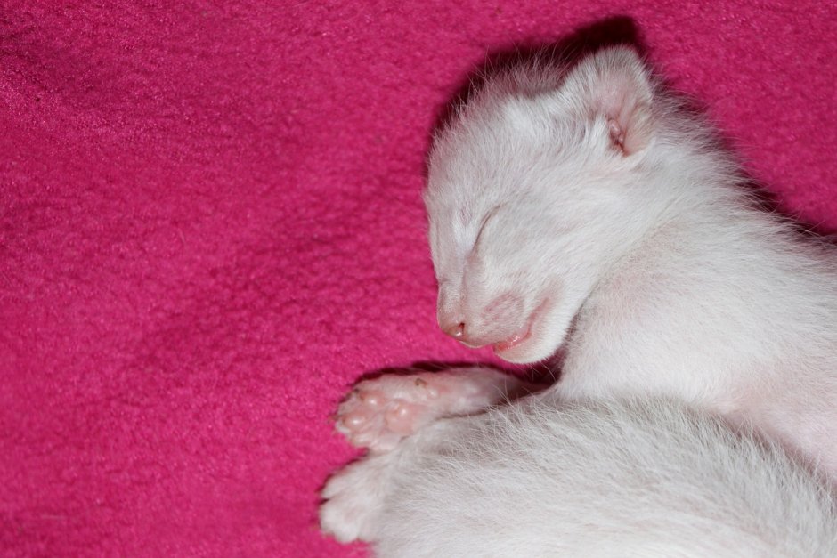 Сиамские котята Новорожденные