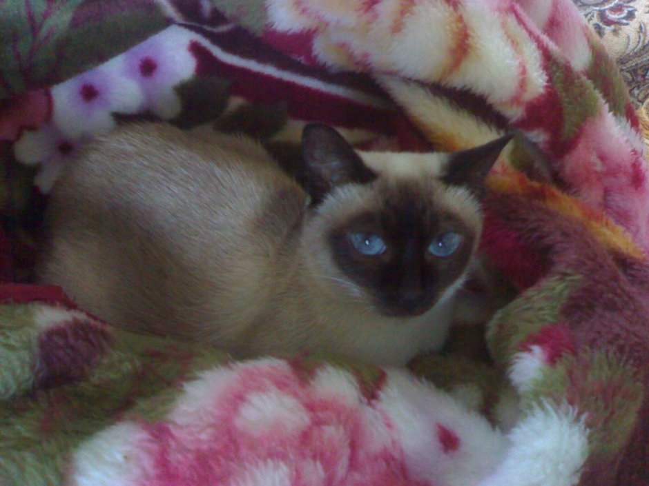 Котёнок сиамский пепел