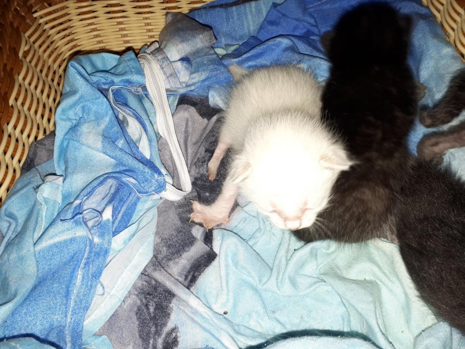 Сиамские котята месяц